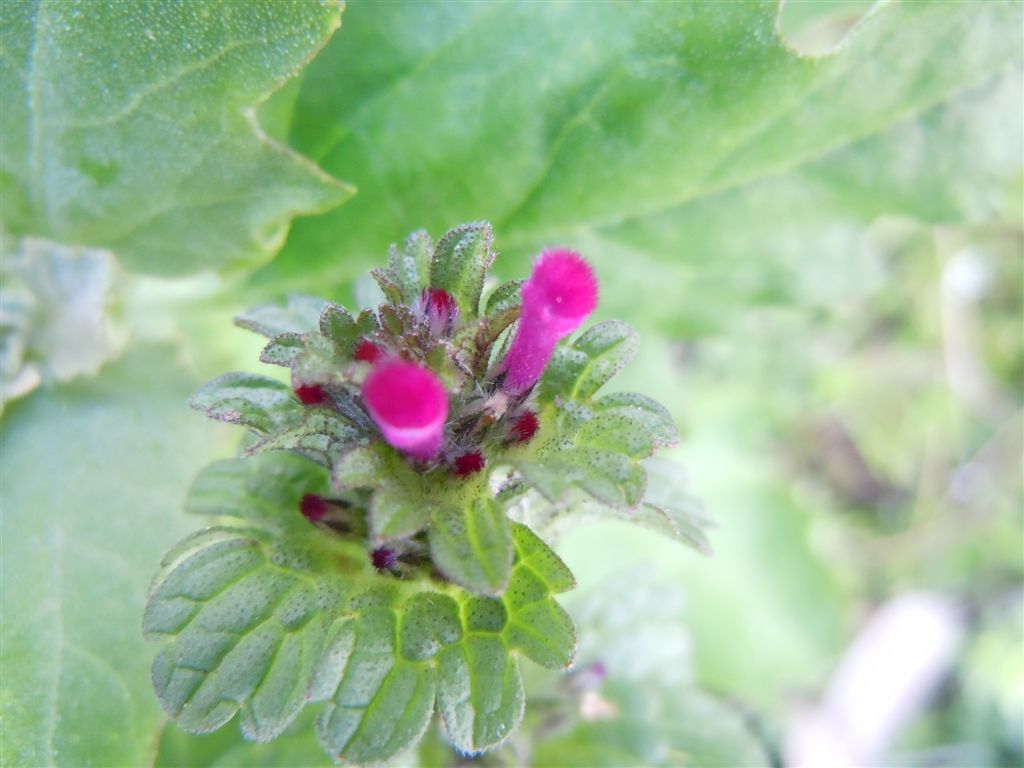 Pianta piumino - Lamium amplexicaule